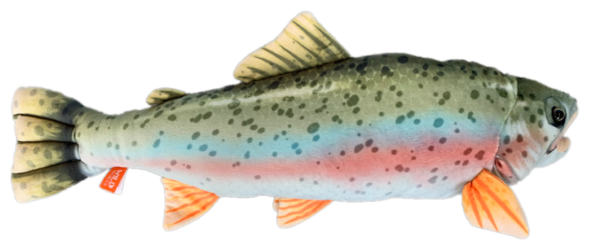 Rainbow trout stuffed deals animal
