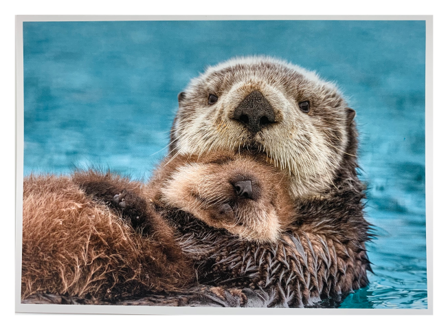 Otter Love Notecard