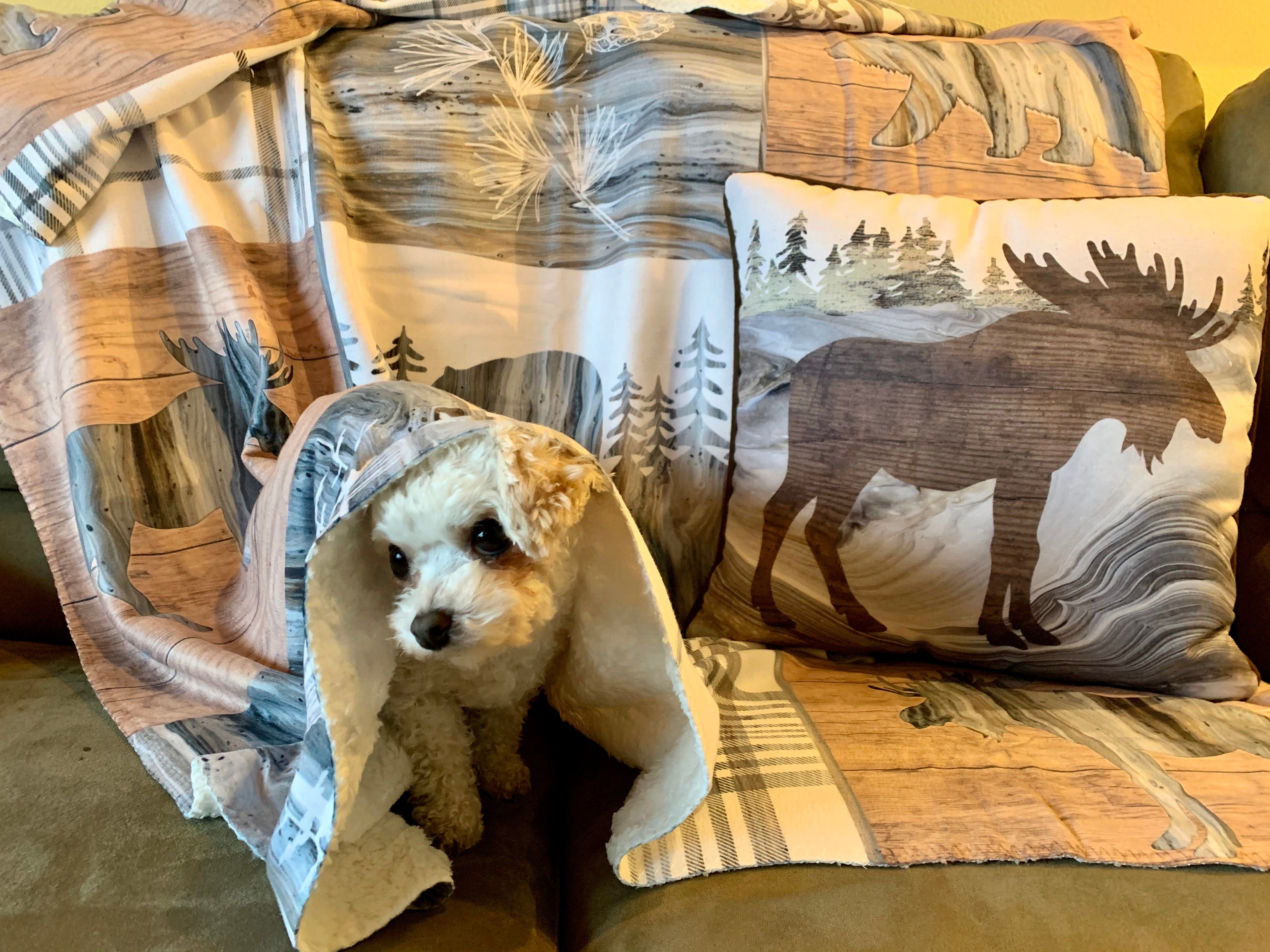 Pet Products