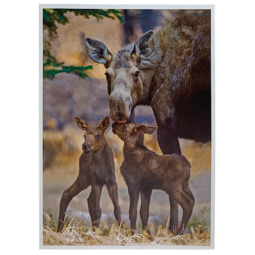 Moose Mom Card