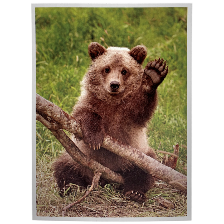 Grizzly Greeting Card